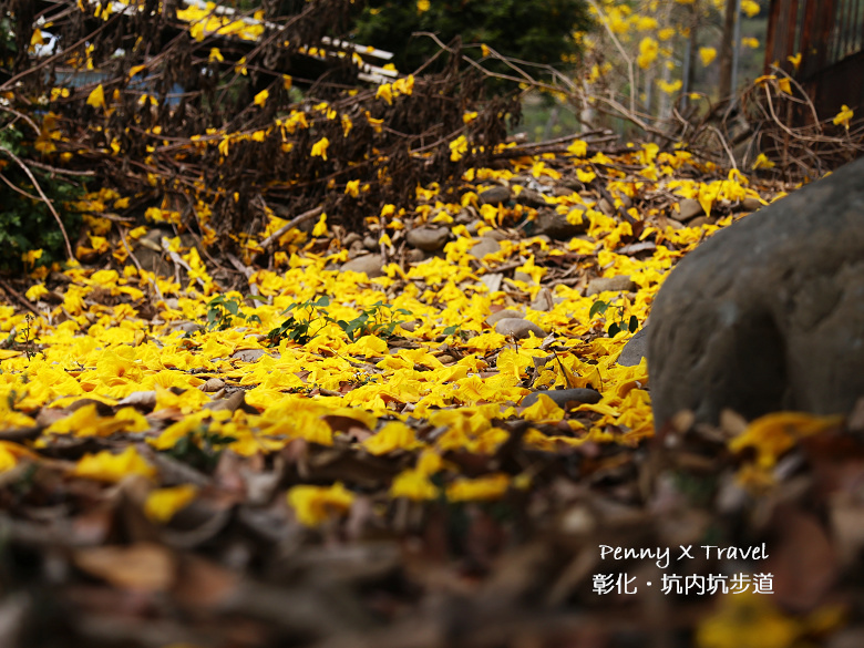 坑內坑步道07.jpg