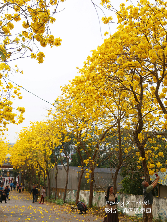坑內坑步道15.jpg