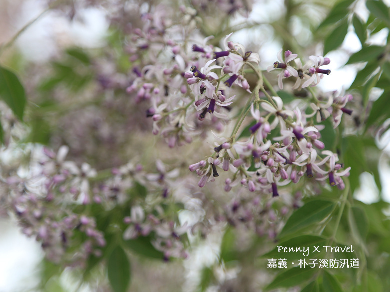 嘉義朴子溪17