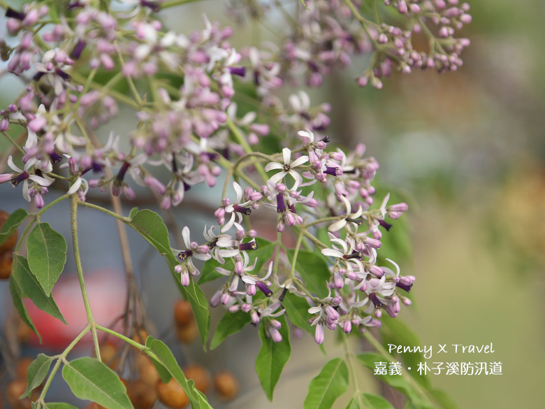 嘉義朴子溪18