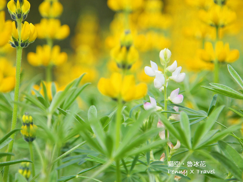 魯冰花15.jpg