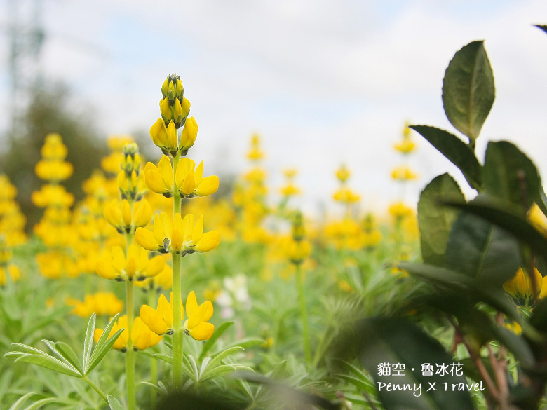 魯冰花17.jpg