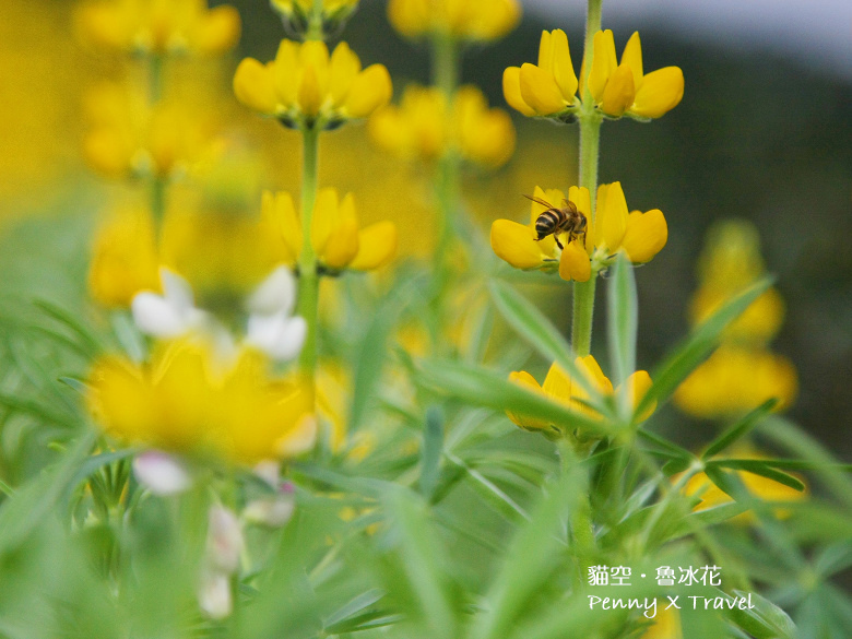 魯冰花16.jpg