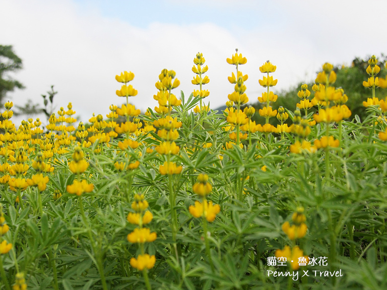 魯冰花18.jpg