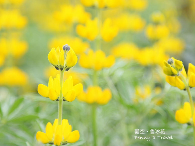 魯冰花19.jpg