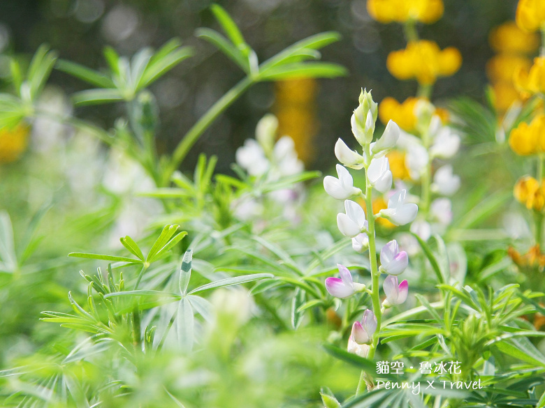 魯冰花23.jpg