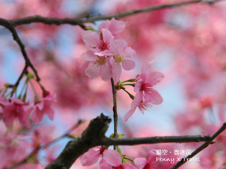 魯冰花25.jpg