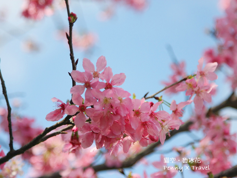 魯冰花26.jpg