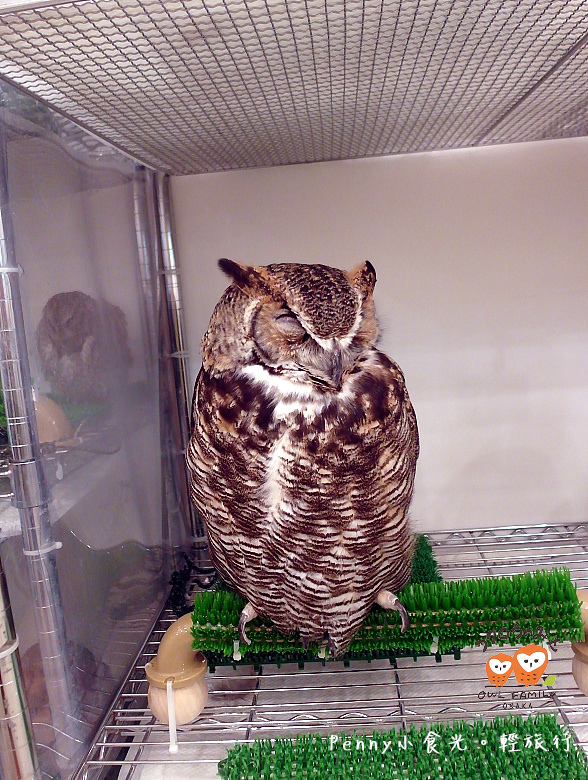 OWL15
